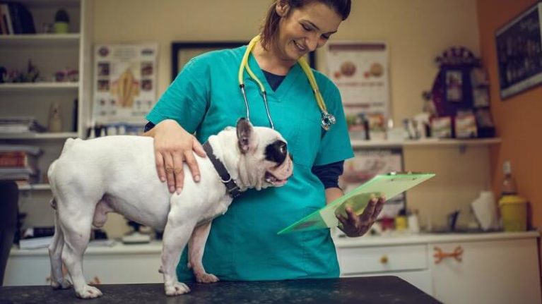 Cushing Syndrom beim Hund Was tun? tiergesund.ch