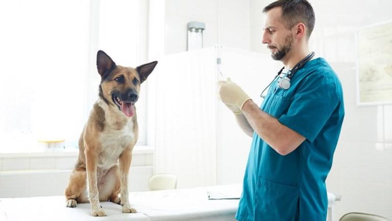 Metacam® Schmerzmittel für Hunde, Katzen & Pferde tiergesund.ch