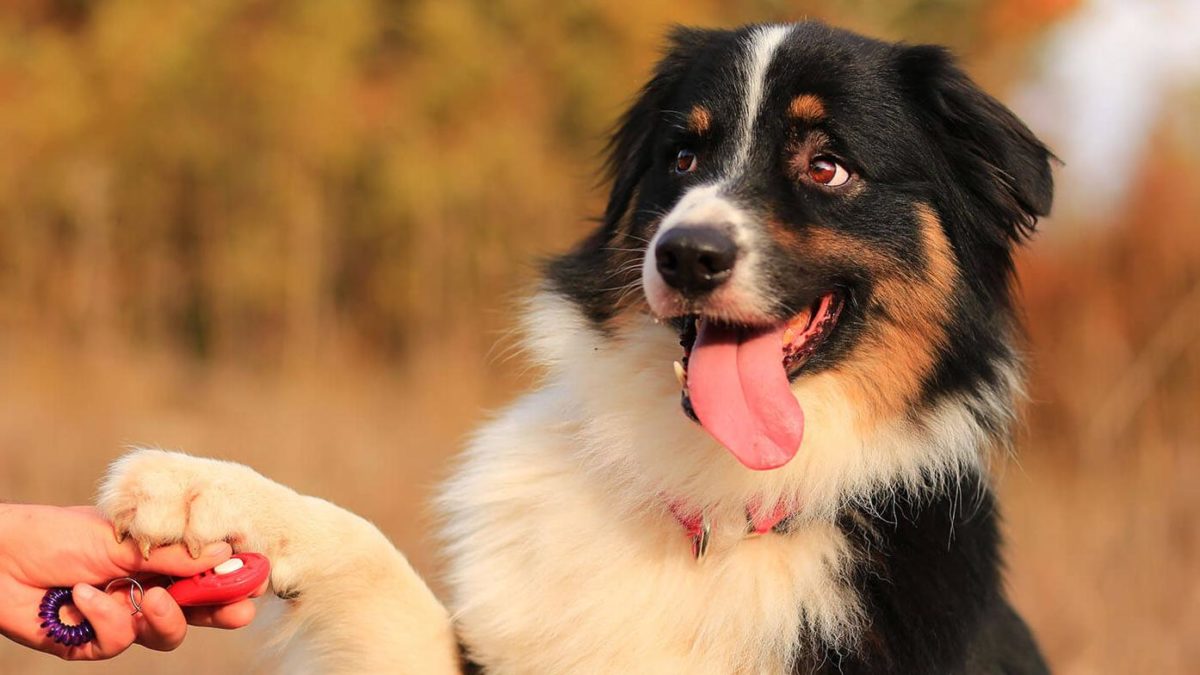 Hunde tiergesund.ch tiergesund.ch