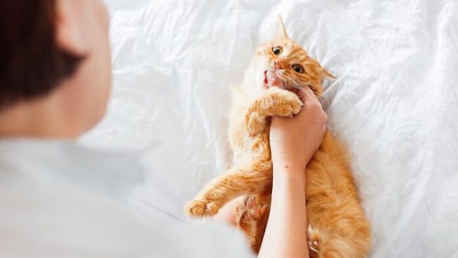 Warum Treteln Katzen Bevor Sie Sich Hinlegen