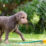Sommer-Tipps für den Hund