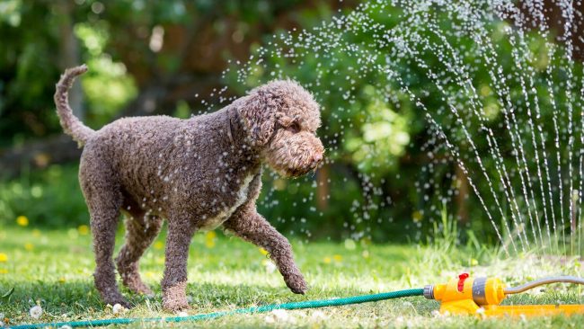 Sommer-Tipps für den Hund