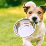 Gelenkproblemen beim Hund durch gesunde Ernährung vorbeugen