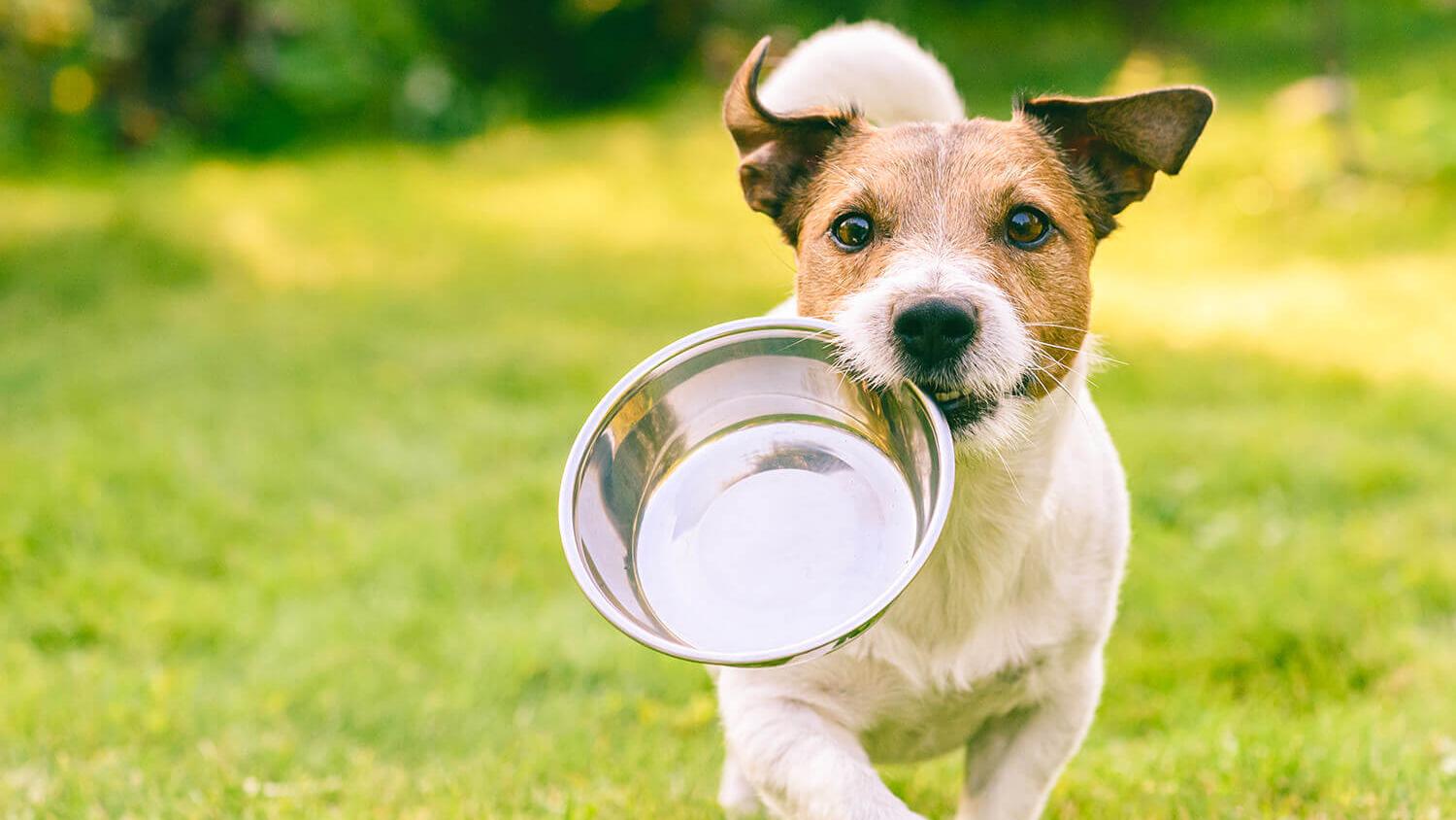 Gelenkproblemen beim Hund durch gesunde Ernährung vorbeugen